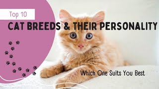 Top 10 Cat Breeds and Their Personality Which one suits you best [upl. by Alodee]