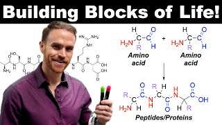 Amino Acids Everything You Need to Know [upl. by Cherilynn]