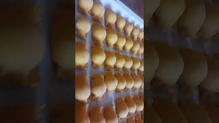 agnolotti in the pasta production station and servicepasta food foodie chef italy handmade [upl. by Colley]