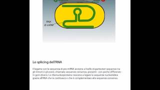 Lo splicing del RNA [upl. by Eerdna364]