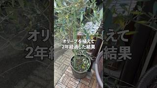 オリーブを植えて2年経過した結果‥diy シンボルツリー オリーブの木 [upl. by Lowery]