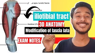 Iliotibial Tract Anatomy In Hindi  Iliotibial Band Anatomy  Modification of fascia lata anatomy [upl. by Saville]