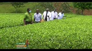 Best management practices in Tea Farming  Kericho [upl. by Hoffer]