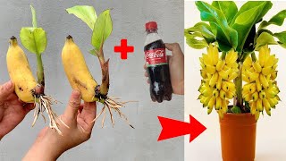 How To Give Support For Banana Tree And Straighten It  Banana Plant Care [upl. by Nelly]