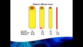 Physiology LECT  introduction of nerve strength duration curve [upl. by Boaten651]