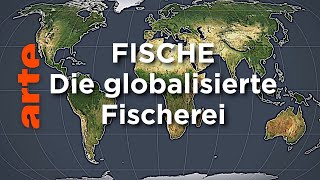 Fische  Die globalisierte Fischerei  Mit offenen Karten Reupload  ARTE [upl. by Nikolaos]