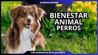 BIENESTAR ANIMAL PERROS [upl. by Annait]