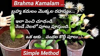 How to Grow Brahma Kamalam plantsబ్రహ్మ కమలం మొక్కల పెద్ద రహస్యంఎక్కువ పూలు రావడానికి ఇలా చేయాలి [upl. by Ynahpets]