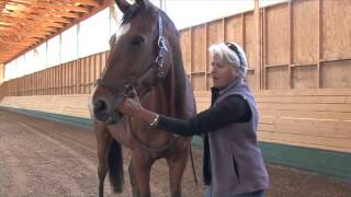 Myofascial Release MFR  Cranialsacral for Horses [upl. by Kippar]