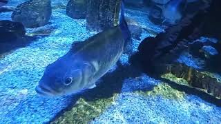 European Seabass Dicentrarchus labrax [upl. by Ahtabat]