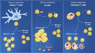 Clonal selection and specific immune response [upl. by Zysk]