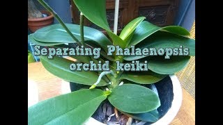 Separating a Phalaenopsis Orchid keiki [upl. by Hara]