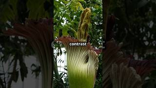 The Worlds Largest Flower Smells Like Rotting Flesh Titan Arum Corpse Flower Large [upl. by Talia]