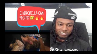 Chinchilla  Little Girl Gone OFFICIAL REACTION VIDEO [upl. by Omolhs272]