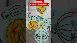 Model 2  Cell division Mitosis  DNA Academy [upl. by Eckblad]