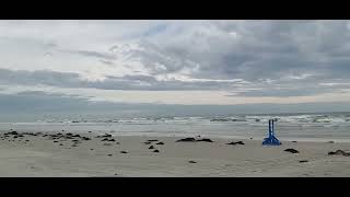 NEW SMYRNA BEACH RIDE ON THE BEACH SAND IN FLORIDA ENJOY [upl. by Ehav]