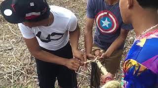 Chavales preparando un látigo Whip previo al carnaval de punta Cana RD [upl. by Adnovahs]