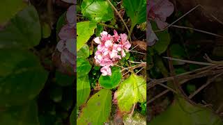 🌸BERGENIA🌸saxifragaceae [upl. by Clovah]