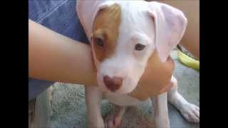 Cachorro Pitbull de 2 a 5 meses [upl. by Towroy]