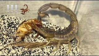 Scorpion Feeding Video 9  Quick Takedowns feat Dumb Roaches [upl. by Sheela]