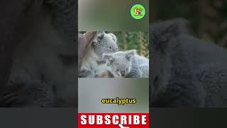 koala animal koalaanimal koalafacts koalaanimalvideo koalabears koalaattack koalaanimalvoice [upl. by Eceirtal]