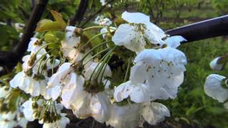 Growing Cherries  a 5 month time lapse [upl. by Farmelo]