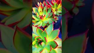 Suculenta Agavoides linda [upl. by Ryann]