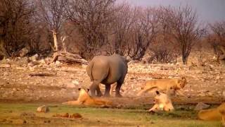 01102010 ETOSHA Rhino and Lions 1 [upl. by Odnalra]