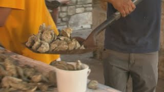 100000 oysters eaten on first night of Fiesta Oyster Bake 2023 [upl. by Auqenahs]