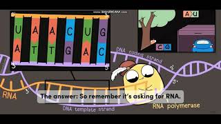 Biology with subtitle through AMOEBA SISTERS  DNA vs RNA [upl. by Namyh]