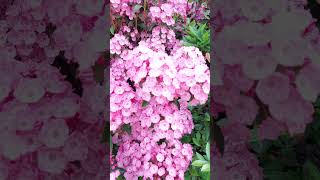 Kalmia latifolia 산월계수 nature garden spring flowers [upl. by Arraeit]