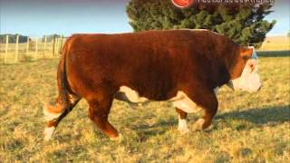 Ancares Forc Boomer 13  quotGROSSOquot  Polled Hereford  Cabaña Las Anitas [upl. by Dasa]