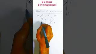 structure of beta D ribose and beta D 2 deoxyribose SHORTS [upl. by Nabi858]