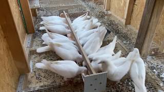 Racing pigeons Pigeon racing training morning routine [upl. by Oznol774]