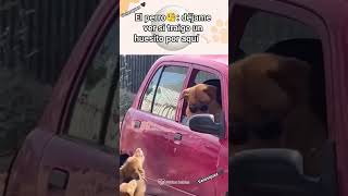 A la vuelta morrillo viralvideo funny video animals viralshort [upl. by Nnaeinahpets469]