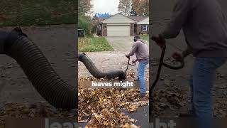 Sanitation workers cleaning leaves shorts trending facts [upl. by Elleoj68]