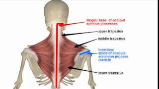 Two Minutes of Anatomy Trapezius [upl. by Attevroc]