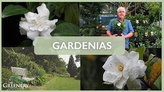 Popular Gardenia Varieties  The Greenery Garden amp Home [upl. by Bej]