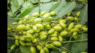 The Secrets about Neem tree seed that Everyone Must Know [upl. by Rein809]