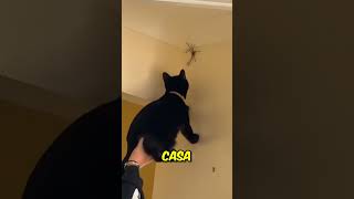 Por Esto Nunca Debes Aplastar Una Araña 😨 [upl. by Enilauqcaj]