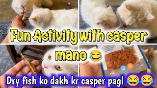 Fun Activity with Casper amp Mano 🤣🤣  A DAY IN THE LIFE WITH MY CATS  The Casper Home Channel [upl. by Wedurn]