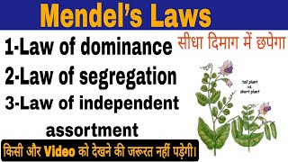 Mendels laws मेंडल का नियमMendels law of inheritanceMendel’s Laws of HeredityMendels laws [upl. by Maclay]