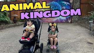 Disney World  Animal kingdom [upl. by Justina]