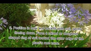 HOW TO GROW AGAPANTHUS IN YOUR GARDEN [upl. by Zurn]