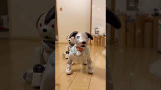 【期間限定】アイボにブルーノ・マーズさんのアップタウンファンクを踊ってもらいましたaibo dancing to Bruno Mars Uptown Funk アイボ ペットロボット aibo [upl. by Enirehtakyram]