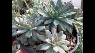 Top 10 Species Echeveria  with names echeveria succulentsplants [upl. by Pentheam]