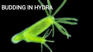 Lecture9  BUDDING IN HYDRA  very easy explanation [upl. by Ri761]