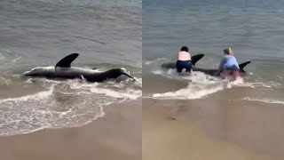 Beachgoer rescues Great White shark on Nantucket [upl. by Nrobyalc874]