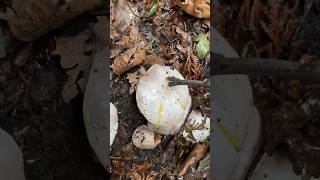 Agaricus agaricusxanthodermus yellowstainingagaricus poisonous foraginguk wildmushrooms [upl. by Ellenod]