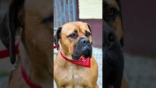 Bullmastiff know as Gamekeepers Night Dog  KNOW WITH ME shortvideo [upl. by Garwin]